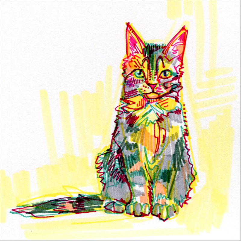 Maine Coon cat drawing