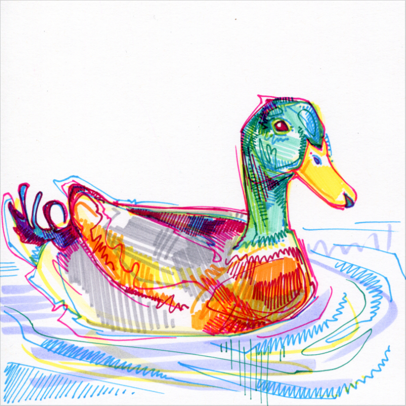 duck drawing in marker on paper by Gwenn Seemel