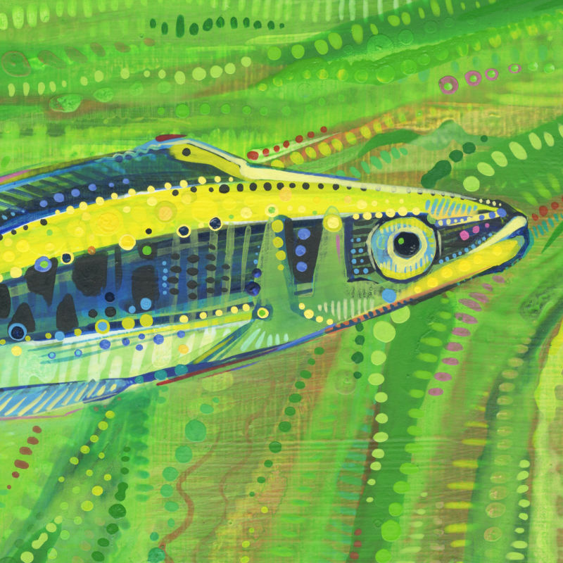 fish painting by wildlife artist Gwenn Seemel