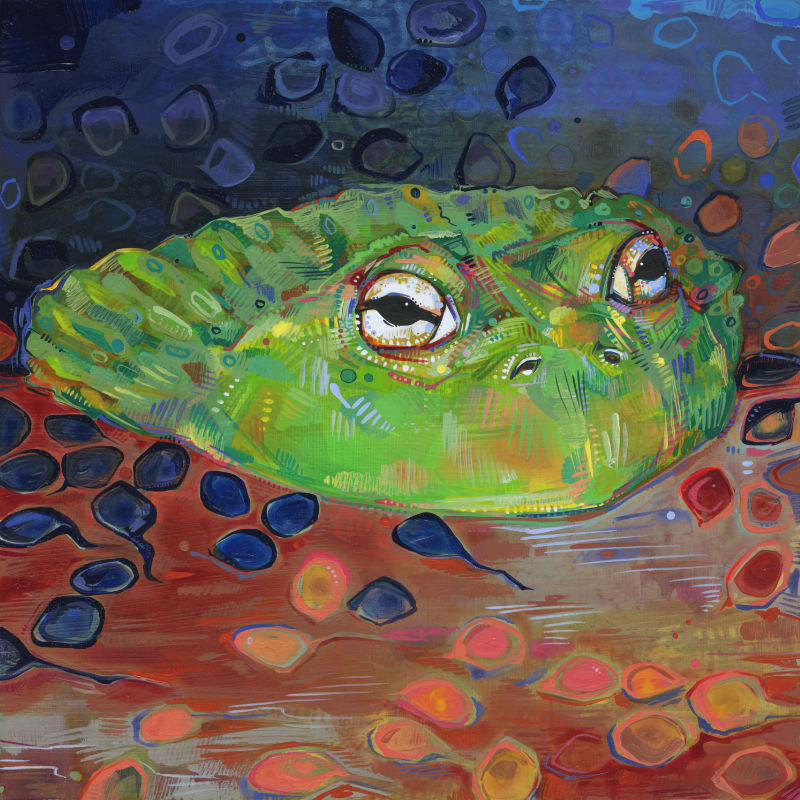 painting of an African bullfrog with his tadpoles, illustration by wildlife painter Gwenn Seemel