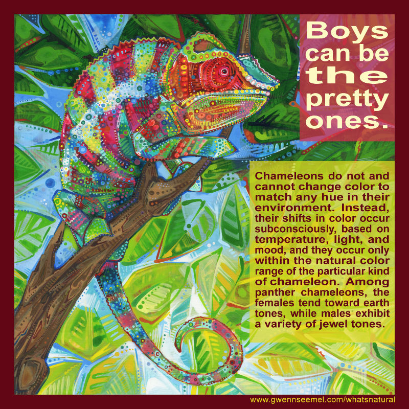Chameleons do not and cannot change color to match any hue in their environment. Instead, their shifts in color occur subconsciously, based on temperature, light, and mood, and they occur only within the natural color range of the particular kind of chameleon. Among panther chameleons, the females tend toward earth tones, while males exhibit a variety of jewel tones.