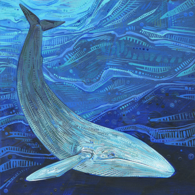 painting of a blue whale by wildlife artist Gwenn Seemel