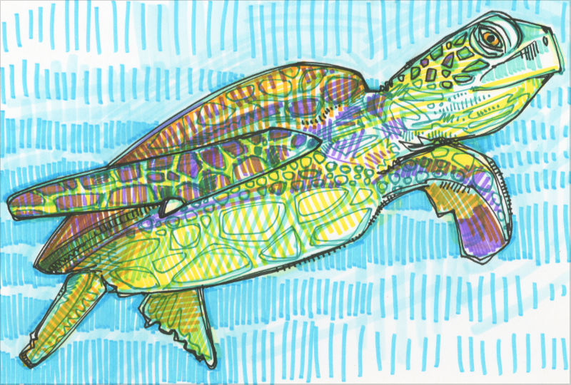 colorful sea turtle illustration