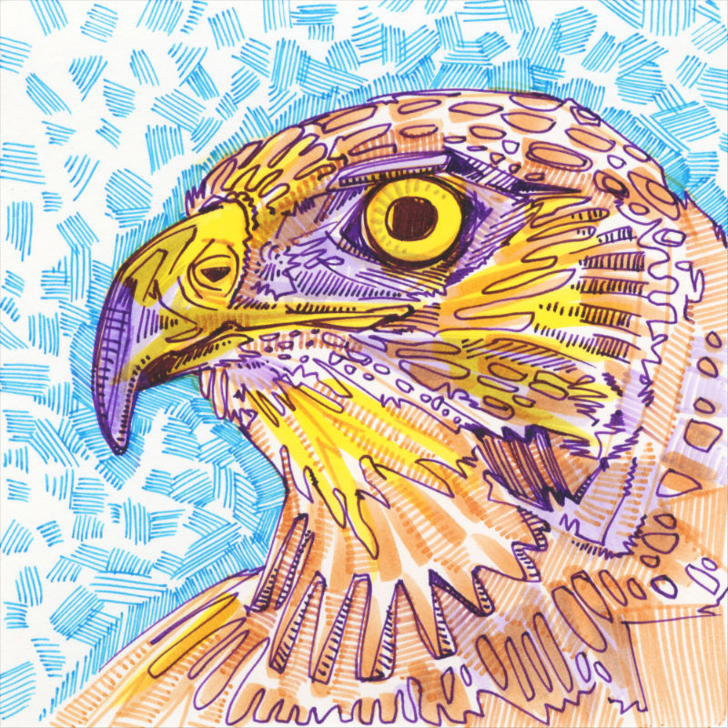 a colorful crosshatched drawing of the profile of a hawk's face