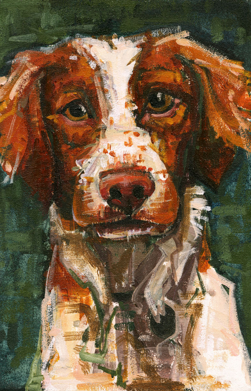 brittany spaniel puppy portrait