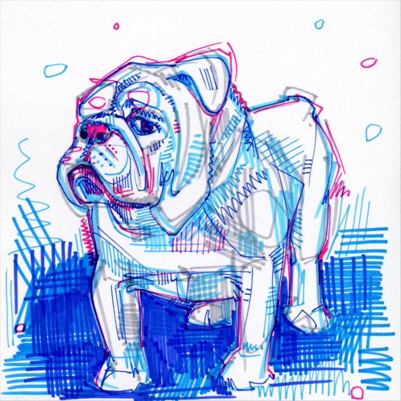 bulldog anglais illustration
