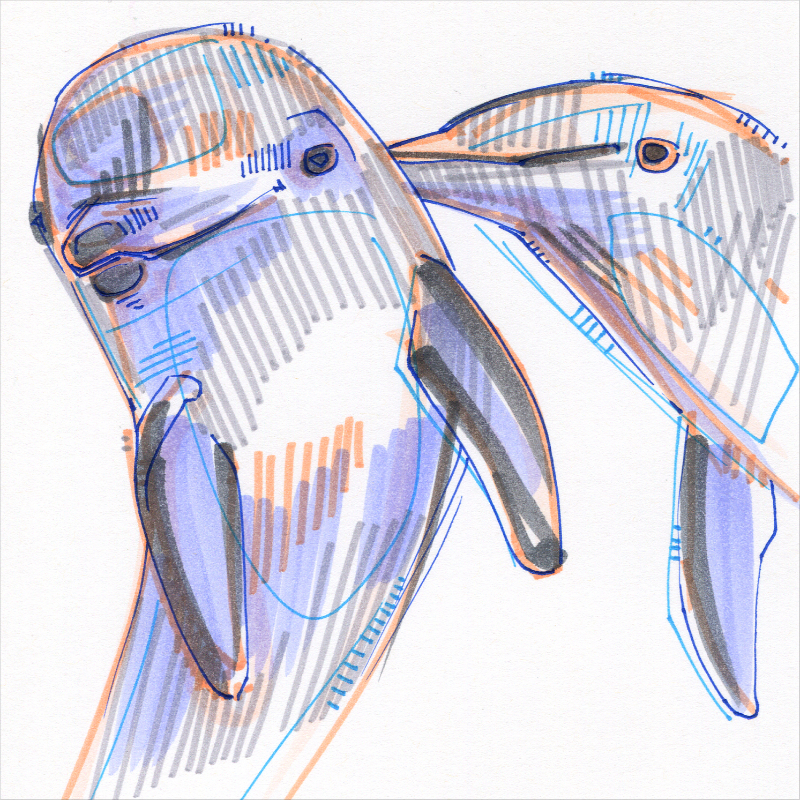 dolphin colorful drawing