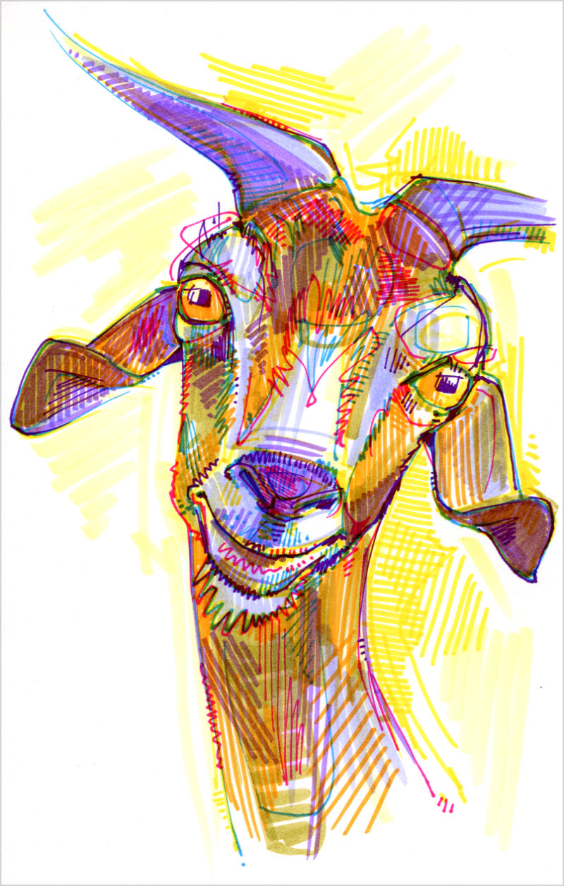goat artwork, crosshatched and colorful