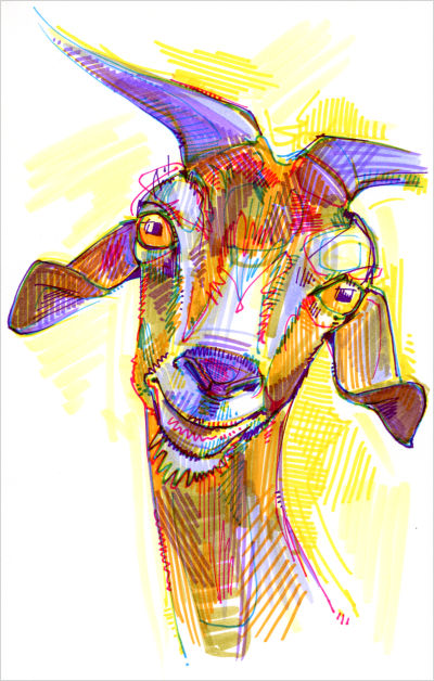 goat drawing by Oregon artist Gwenn Seemel