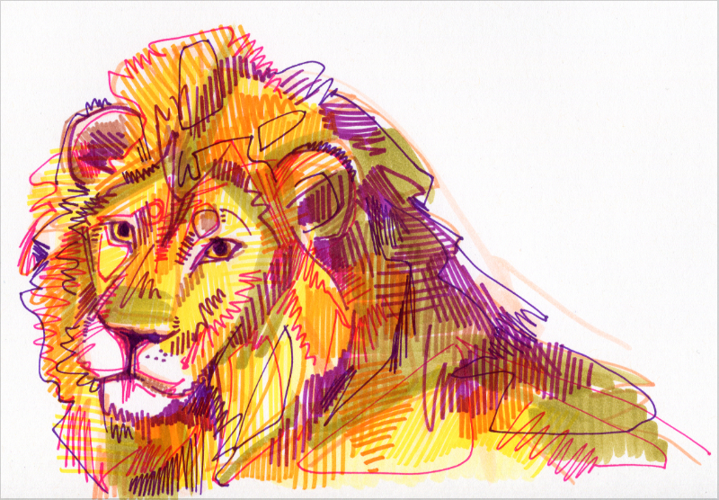 dessin d’un lion
