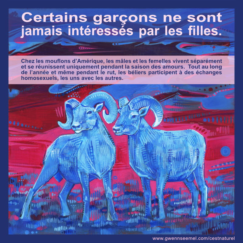 Chez les mouflons d&rsquo;Am&eacute;rique, les m&acirc;les et les femelles vivent s&eacute;par&eacute;ment et se r&eacute;unissent uniquement pendant la saison des amours. Tout au long de l&rsquo;ann&eacute;e et m&ecirc;me pendant le rut, les b&eacute;liers participent &agrave; des &eacute;changes homosexuels, les uns avec les autres.