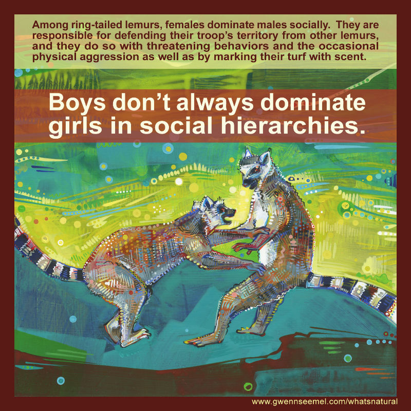 boys don’t always dominate girls in social hierarchies
