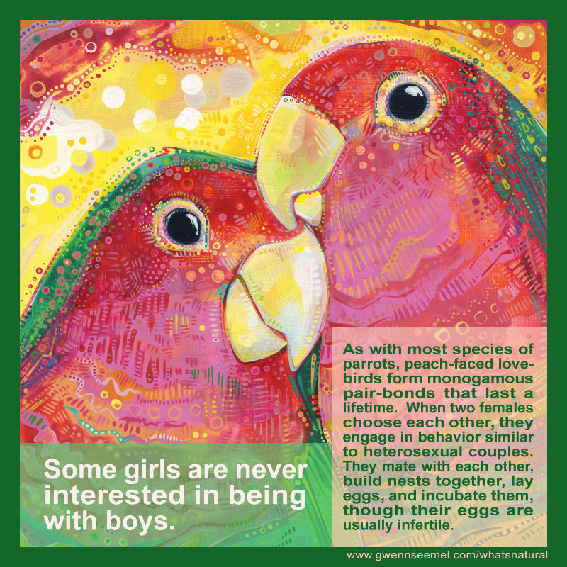 As with most species of parrots, peach-faced lovebirds form monogamous pair-bonds that last a lifetime. When two females choose each other, they engage in behavior similar to heterosexual couples. They mate with each other, build nests together, lay eggs, and incubate them—though their eggs are usually infertile.