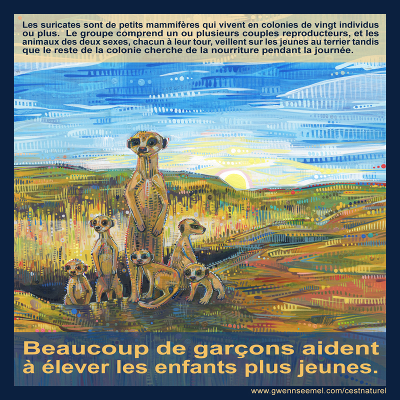 Les suricates sont de petits mammif&egrave;res qui vivent en colonies de vingt individus ou plus. Le groupe comprend un ou plusieurs couples reproducteurs, et les animaux des deux sexes, chacun &agrave; leur tour, veillent sur les jeunes au terrier tandis que le reste de la colonie cherche de la nourriture pendant la journ&eacute;e.