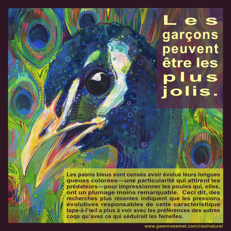 Les paons bleus sont cens&eacute;s avoir &eacute;volu&eacute; leurs longues queues color&eacute;es&mdash;une particularit&eacute; qui attirent les pr&eacute;dateurs&mdash;pour impressionner les poules qui, elles, ont un plumage moins remarquable. Ceci dit, des recherches plus r&eacute;centes indiquent que les pressions &eacute;volutives responsables de cette caract&eacute;ristique tape-&agrave;-l&rsquo;&oelig;il a plus &agrave; voir avec les pr&eacute;f&eacute;rences des autres coqs qu&rsquo;avec ce qui s&eacute;duirait les femelles.