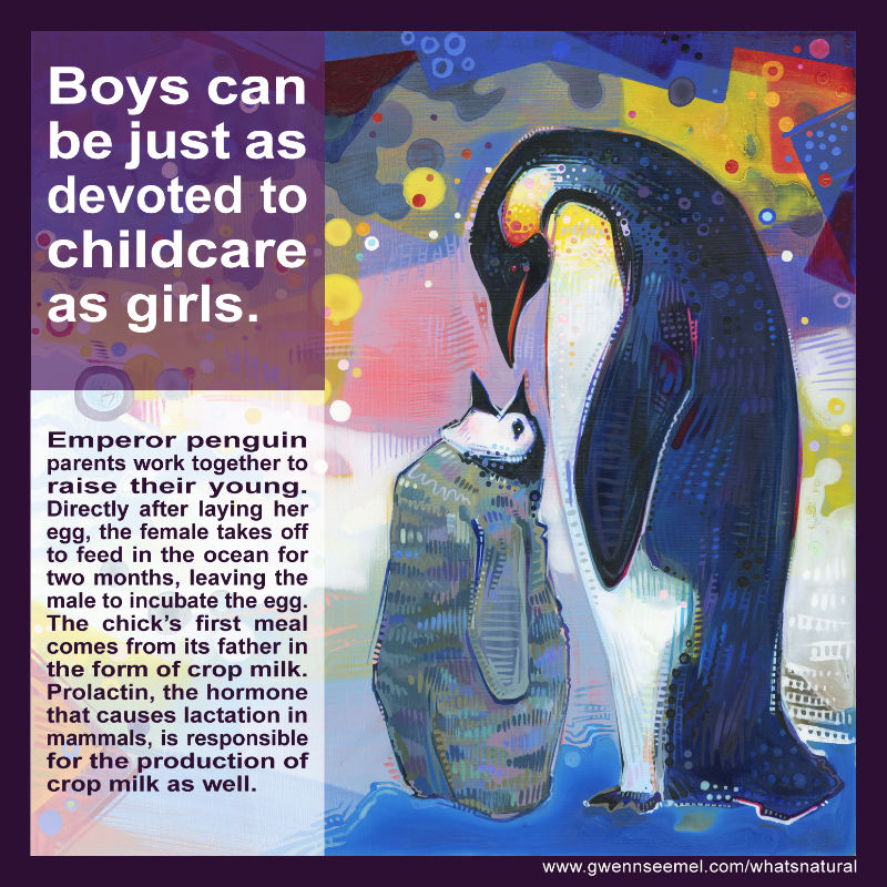 Emperor penguin parents work together to raise their young. Directly after laying her egg, the female takes off to feed in the ocean for two months, leaving the male to incubate the egg. The chick&rsquo;s first meal comes from its father in the form of crop milk. Prolactin, the hormone that causes lactation in mammals, is responsible for the production of crop milk as well.