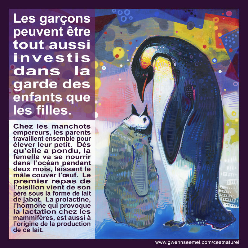 Chez les manchots empereurs, les parents travaillent ensemble pour &eacute;lever leur petit. D&egrave;s qu&rsquo;elle a pondu, la femelle va se nourrir dans l&rsquo;oc&eacute;an pendant deux mois, laissant le m&acirc;le couver l&rsquo;&oelig;uf. Le premier repas de l&rsquo;oisillon vient de son p&egrave;re sous la forme de lait de jabot. La prolactine, l&rsquo;hormone qui provoque la lactation chez les mammif&egrave;res, est aussi &agrave; l&rsquo;origine de la production de ce lait.
