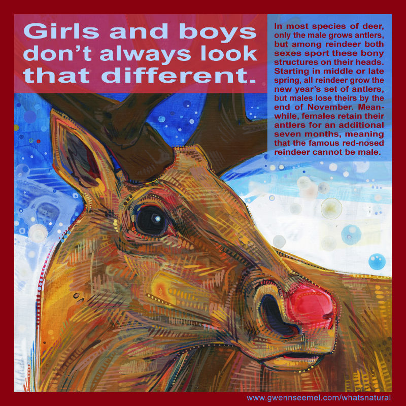 Rudolph the Red-nosed Reindeer is a girl
