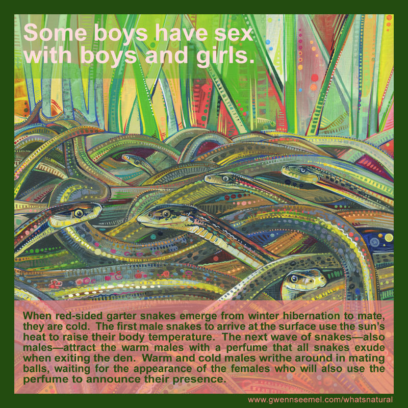 When red-sided garter snakes emerge from winter hibernation to mate, they are cold. The first male snakes to arrive at the surface use the sun&rsquo;s heat to raise their body temperature. The next wave of snakes&mdash;also males&mdash;attract the warm males with a perfume that all snakes exude when exiting the den. Warm and cold males writhe around in mating balls, waiting for the appearance of the females who will also use the perfume to announce their presence.