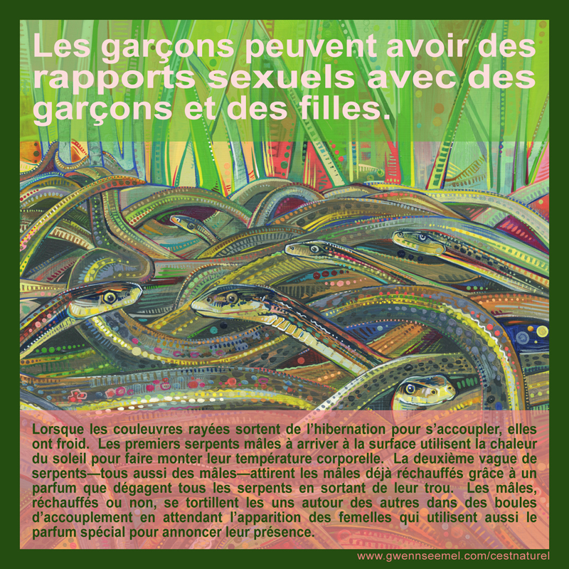 Lorsque les couleuvres ray&eacute;es sortent de l&rsquo;hibernation pour s&rsquo;accoupler, elles ont froid. Les premiers serpents m&acirc;les &agrave; arriver &agrave; la surface utilisent la chaleur du soleil pour faire monter leur temp&eacute;rature corporelle. La deuxi&egrave;me vague de serpents&mdash;tous aussi des m&acirc;les&mdash;attirent les m&acirc;les d&eacute;j&agrave; r&eacute;chauff&eacute;s gr&acirc;ce &agrave; un parfum que d&eacute;gagent tous les serpents en sortant de leur trou. Les m&acirc;les, r&eacute;chauff&eacute;s ou non, se tortillent les uns autour des autres dans des boules d&rsquo;accouplement en attendant l&rsquo;apparition des femelles qui utilisent aussi le parfum sp&eacute;cial pour annoncer leur pr&eacute;sence.