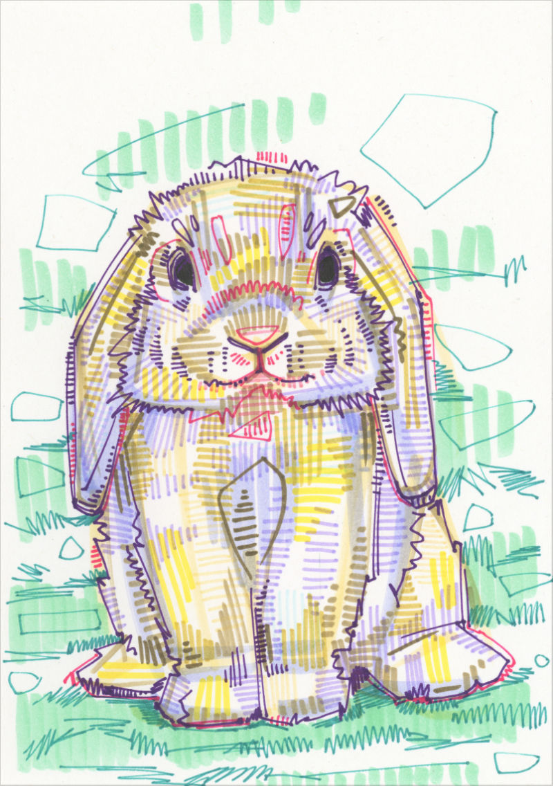 drawing of a Holland Lop