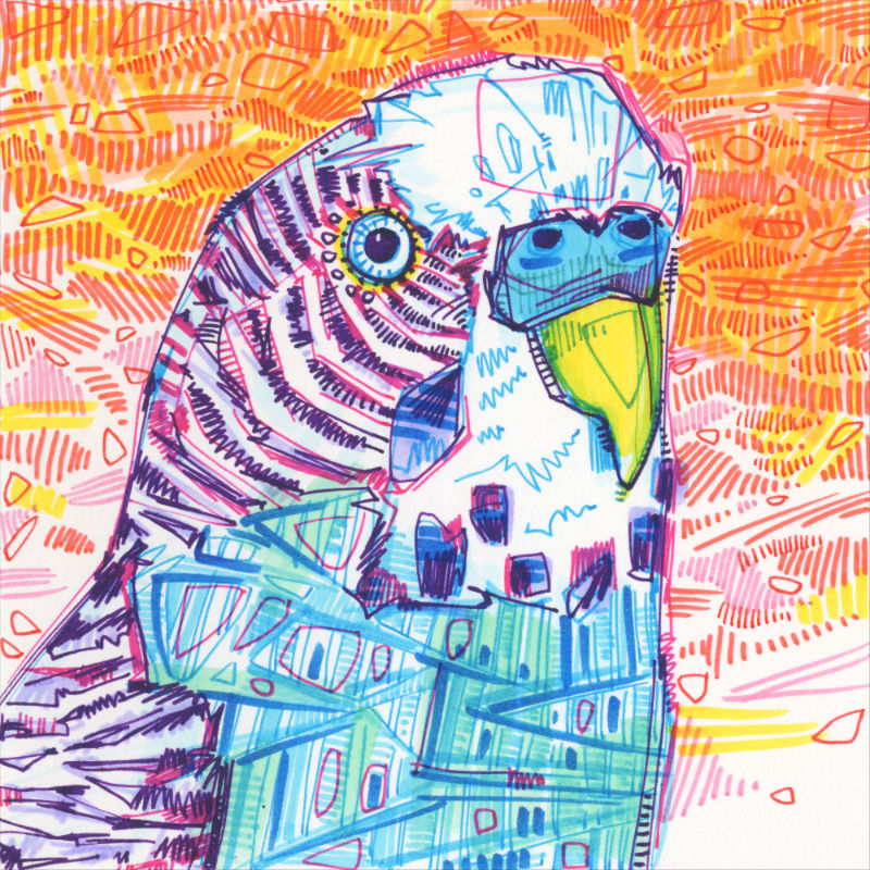 drawing of a blue parakeet on an orange background