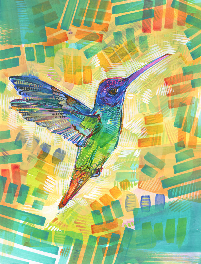 golden-tailed Sapphire hummingbird