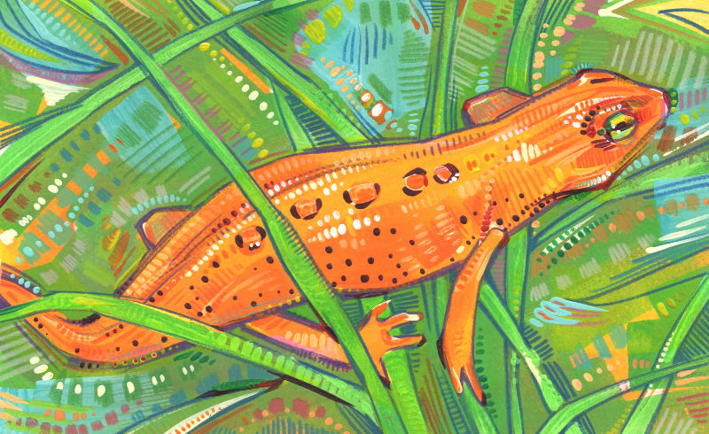 amphibien orange vif se fraye un chemin dans les hautes herbes, peint sur du papier