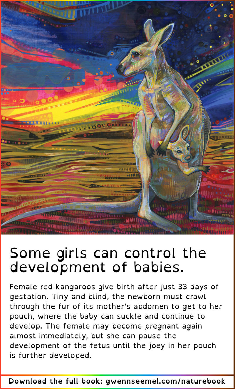 Crime Against Nature 13th Anniversary Edition red kangaroo description