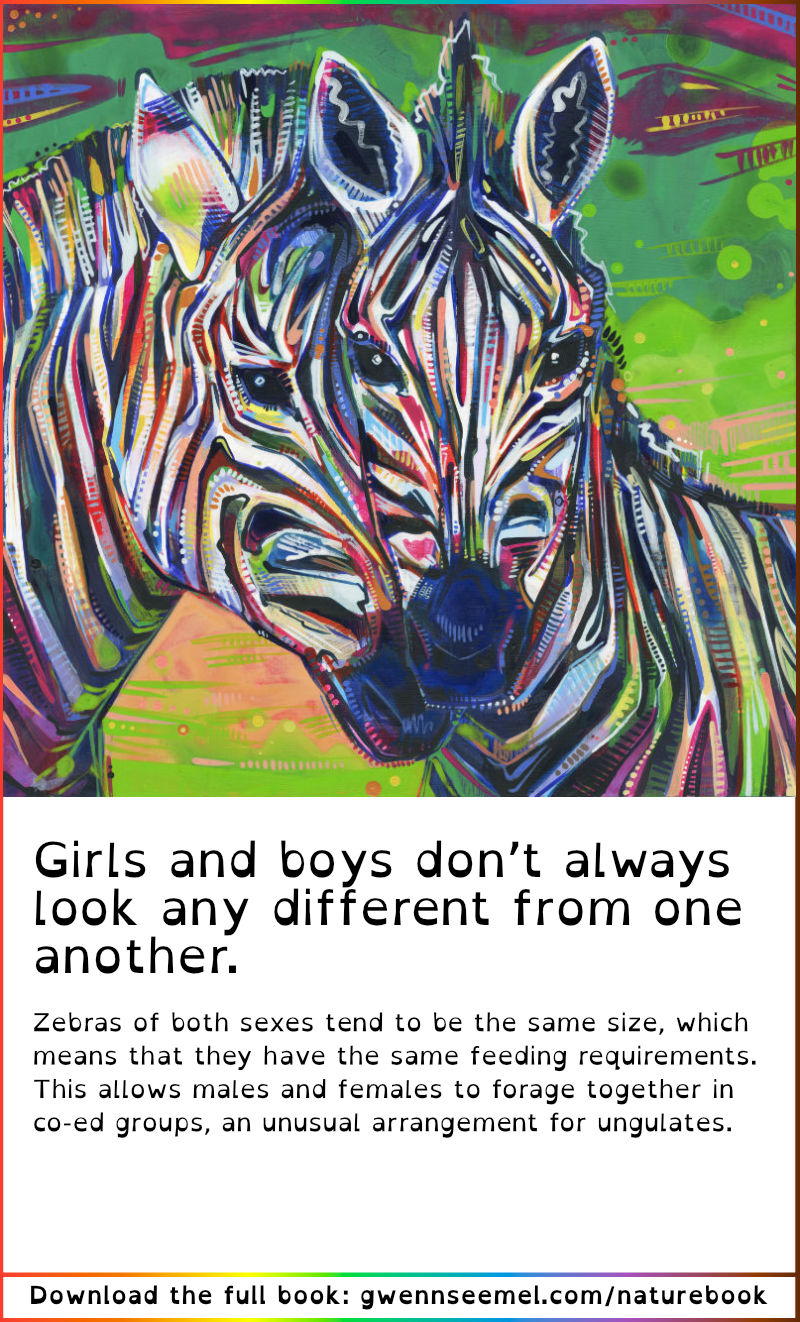 Crime Against Nature 13th Anniversary Edition zebra description