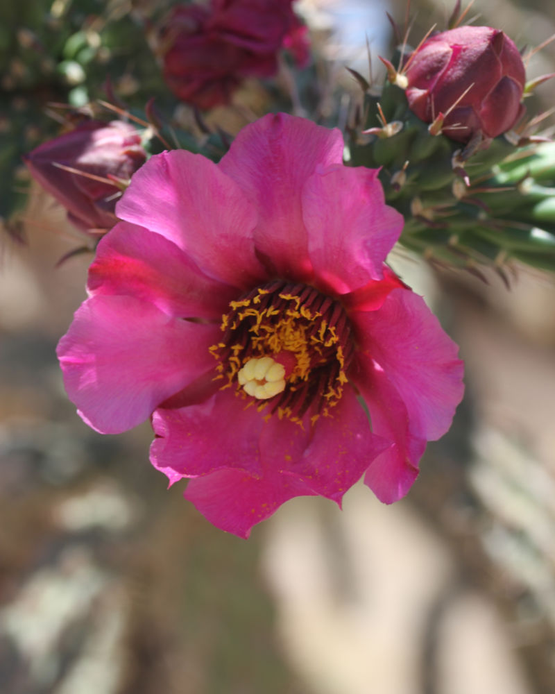 Cane Cholla cactus flower, Arizona