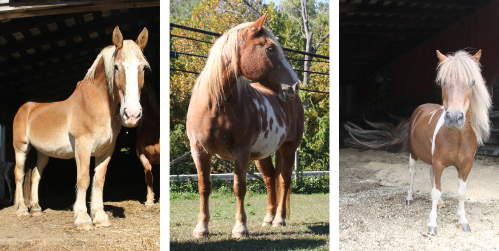 deux chevaux et un poney, photos par Gwenn Seemel